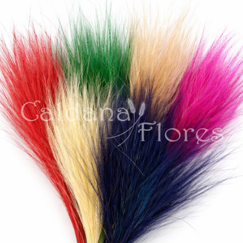 Capim Barba
