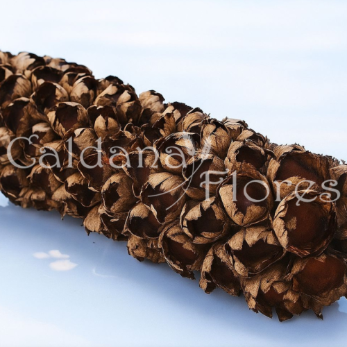 Cacho de Coco Babaçu Grande