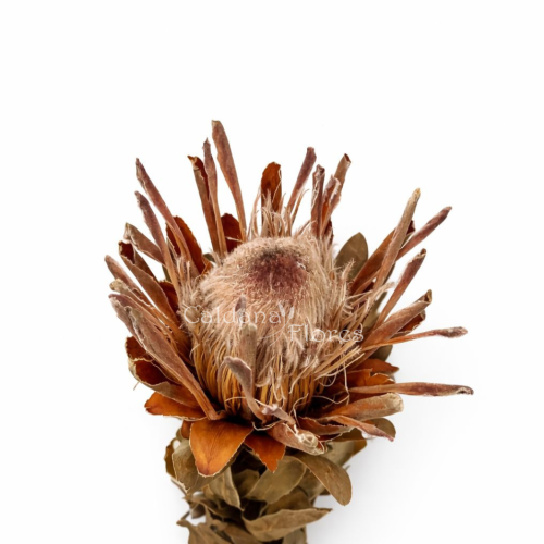 Flor Proteia