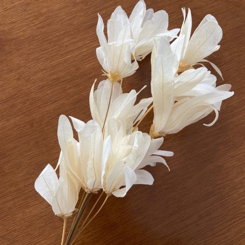 Flor de Sino